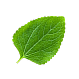 Object Leaf